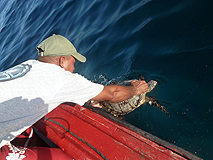 Hawksbillrelease2011